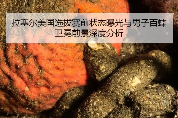 拉塞尔美国选拔赛前状态曝光与男子百蝶卫冕前景深度分析